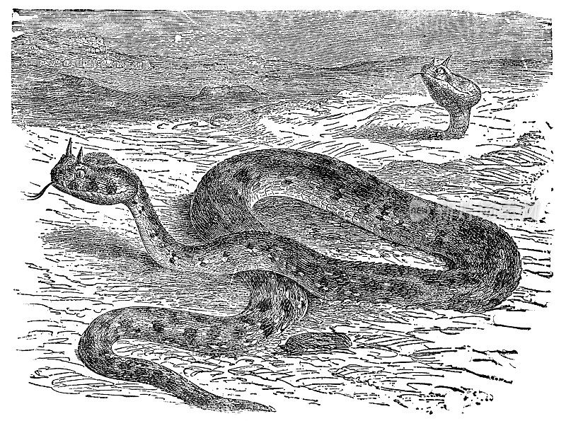 沙漠角蝰蛇(Cerastes Cerastes) - 19世纪